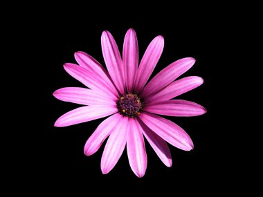 mor osteospermum