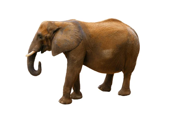 Elefante su sfondo bianco — Foto Stock