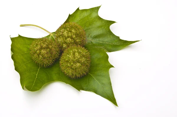 stock image Three chestnuts on a leaf