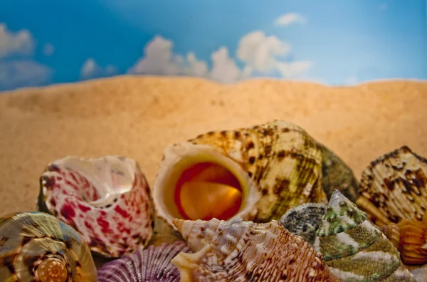 Las conchas de mar de colores en la playa — Foto de Stock