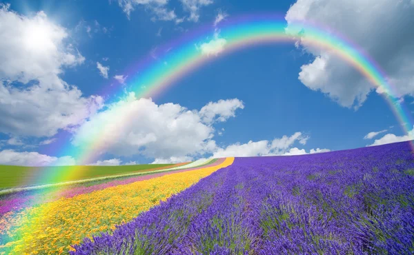 Flower field and blue sky with clouds. - Stock Image - Everypixel