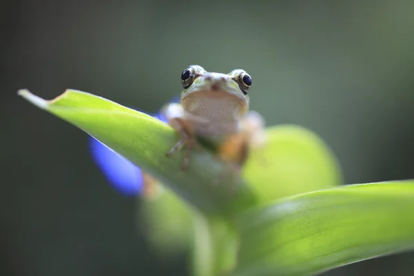 hiding little frogs｜TikTok Search