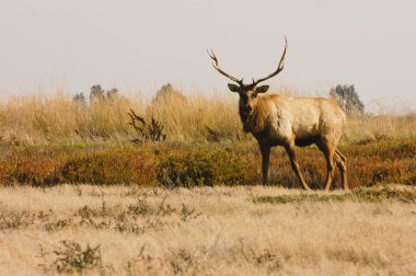 Tule Elk