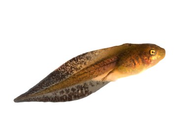 Tadpole clipart