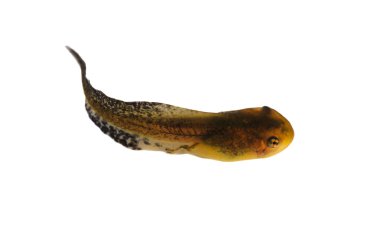 Tadpole clipart