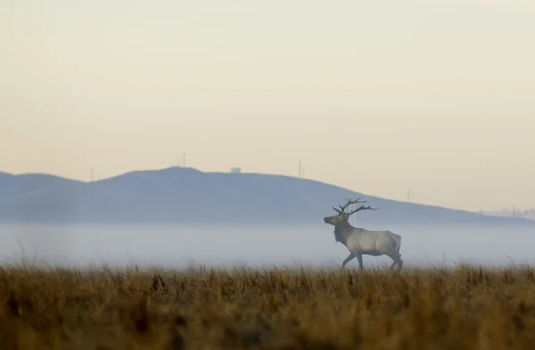 Wapiti (Elk) — Stockfoto