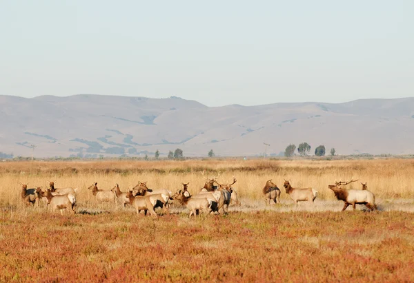 Wapiti (Elk) — Zdjęcie stockowe