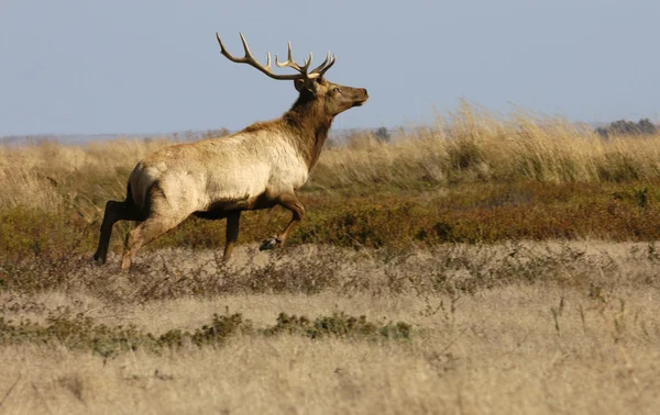 Tule Elk going out of town — стоковое фото