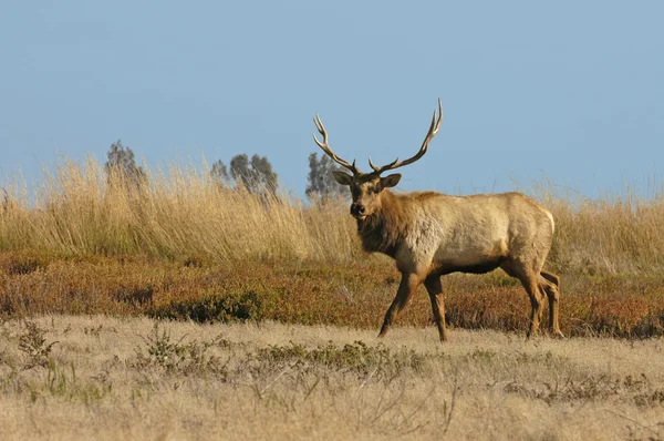 Tule Elk — Stok fotoğraf