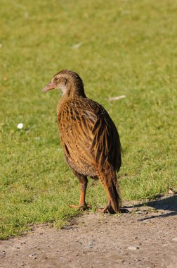 WEKA, Yeni Zelanda için yerli uçamayan bir kuş