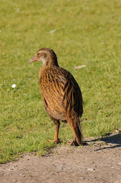 Weka, a flightless bird that is indigenous to New Zealand — Stock Photo, Image