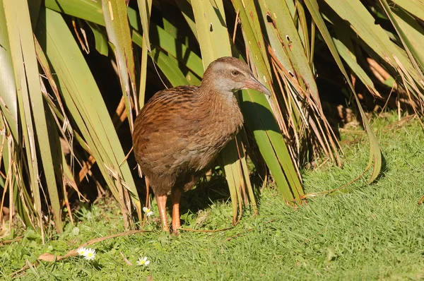 WEKA, röpképtelen madár, Új-Zéland őshonos — Stock Fotó