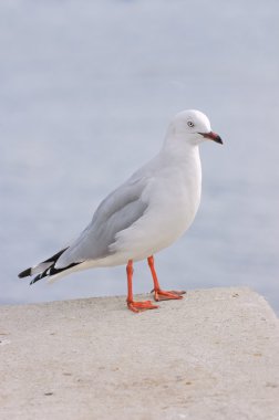 Kırmızı gagalı martı