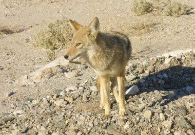 Death Valley wildlife clipart