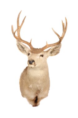 Mule deer mount clipart