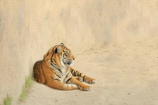 stock image Tiger resting