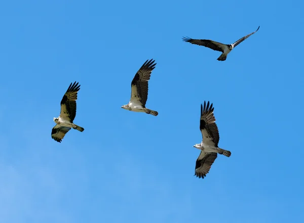 Tetoni e fauna selvatica — Foto Stock