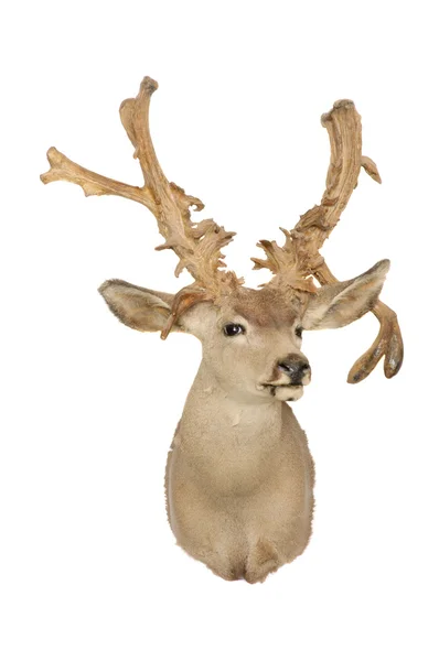 Mule deer mount — Stock Photo, Image