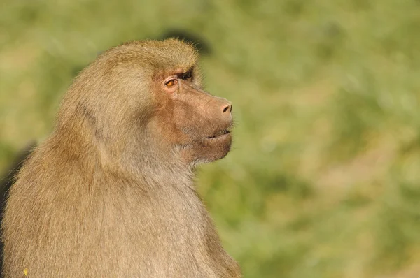 橄榄狒狒 — 图库照片