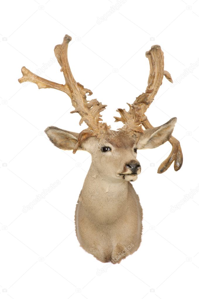 Mule deer mount