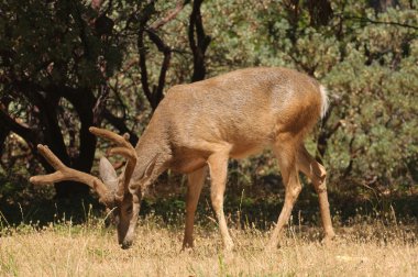 siyah-kuyruk buck besleme