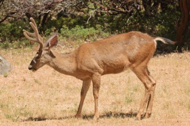 Kolombiya kara kuyruklu buck besleme