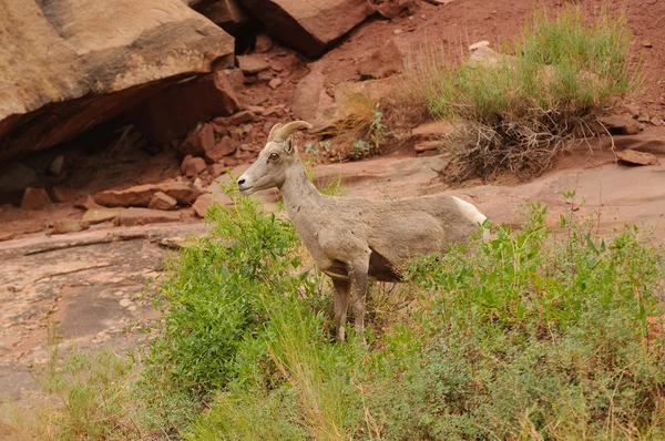 stock image Rocky Mountain sheep