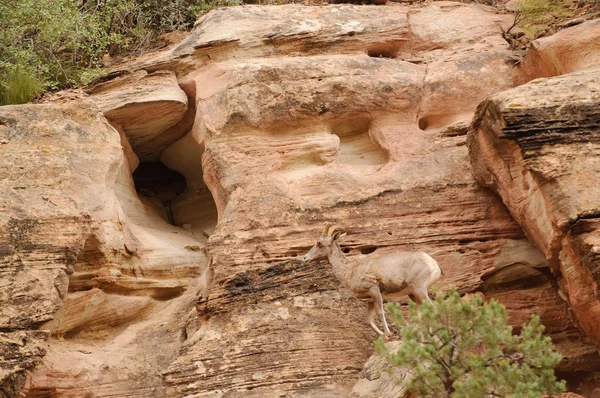 Rocky mountain koyun — Stok fotoğraf