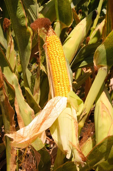 Mais auf dem Maiskolben — Stockfoto