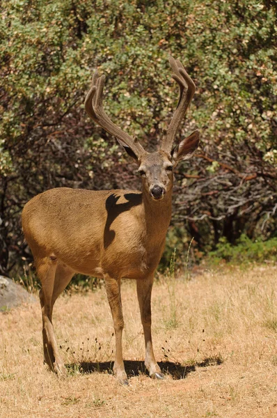 Black-tailed buck — Stock Photo, Image