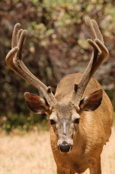 加州黑尾鹿 — 图库照片