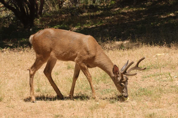 Colombien Black-tailed buck alimentation — Photo