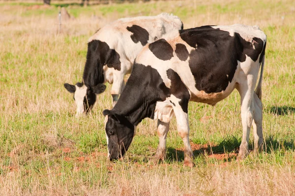 Fresian krávy na pastvě — Stock fotografie