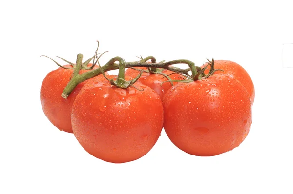 Ramo de tomates —  Fotos de Stock
