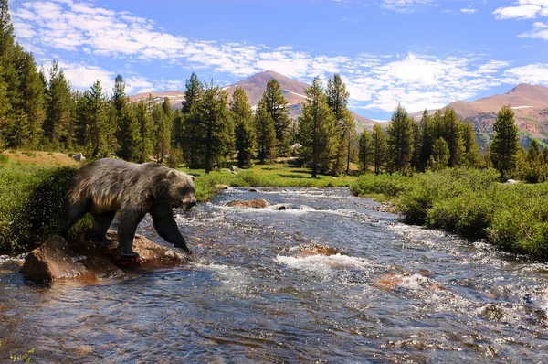 Grizzly bear kruising stream — Stockfoto