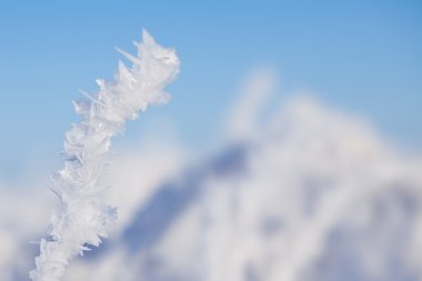 bir ağaç dalı hoarfrost.