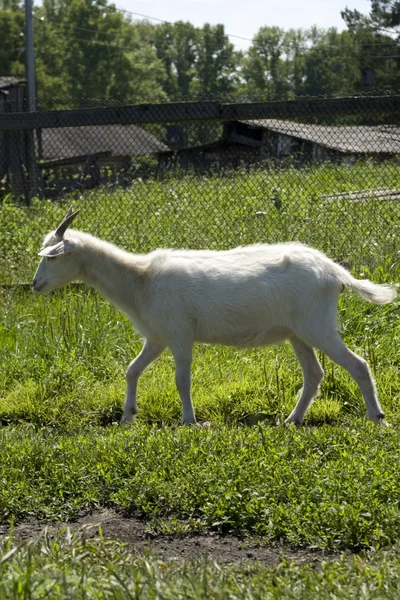 Коза на зеленой траве — стоковое фото