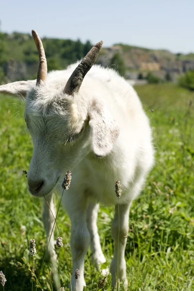 Yeşil çimenlerin üzerinde keçi — Stok fotoğraf