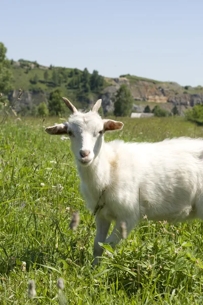 Chèvre sur herbe verte — Photo