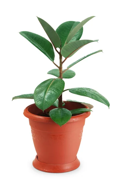 stock image Houseplant ficus