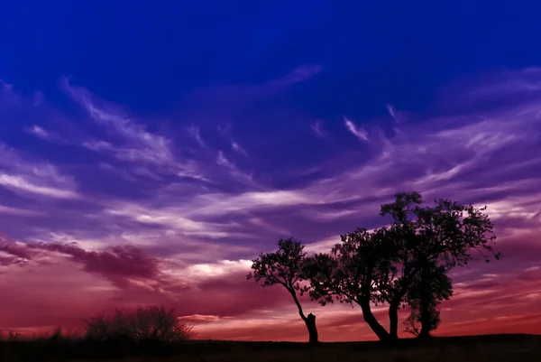 stock image Trees at spectacular night