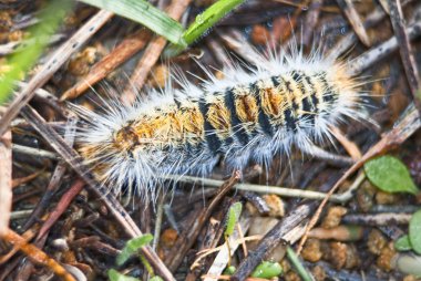 çam keseböceği larva thaumetopoea pityocampa