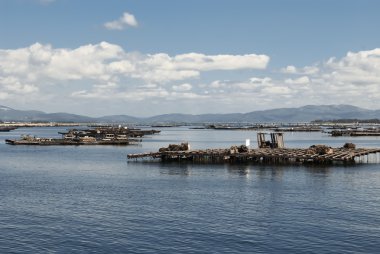 Mussels farming in Galicia, Spain clipart