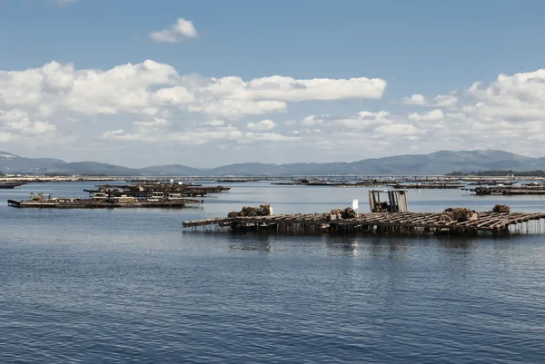 stock image Mussels farming in Galicia, Spain