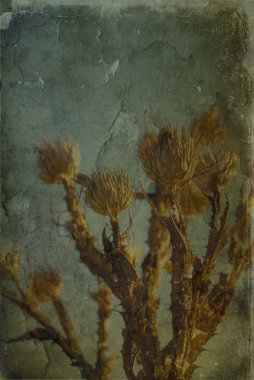 Golden thistle painted on the wall clipart