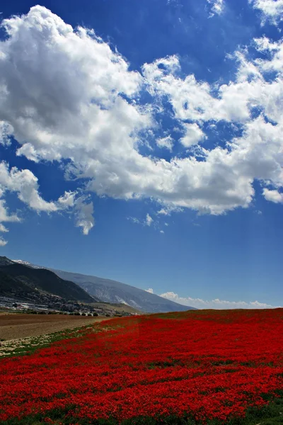 stock image Campo de amapolas