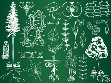 Biology plant sketches on school board - botany illustration