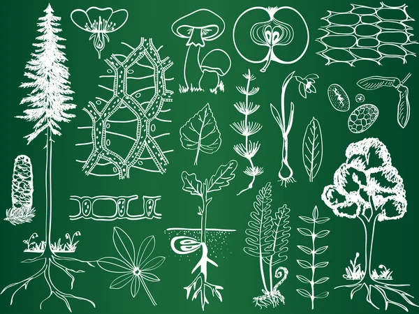 Bosquejos de plantas de biología en el consejo escolar - ilustración de botánica — Vector de stock