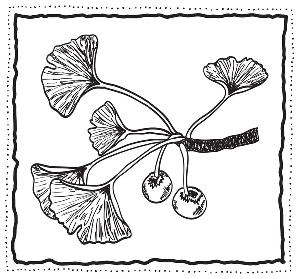 イチョウ biloba 手描き枝の葉を持つ — ストックベクタ
