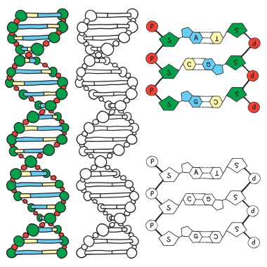 DNA - helix molecule model clipart